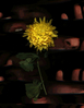 Filename=1996_speed_of_light_1.jpg
Filesize=28KB
Dimensions=387x500
Date added=Jan 30, 2008 1996_speed_of_light_1.jpg