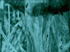 1999_vid_mograss_lg.jpg