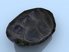 2005_study_terrapin_03.jpg