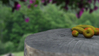 2007_Still_life_fruit_final_53.jpg